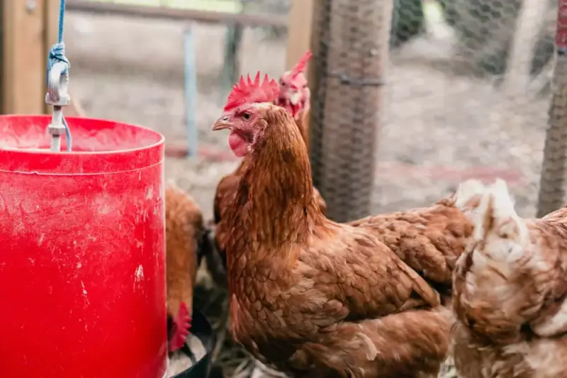Cloro na avicultura: como tratar a água de bebida das aves corretamente